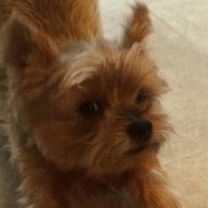 Meet your Posher, Sam